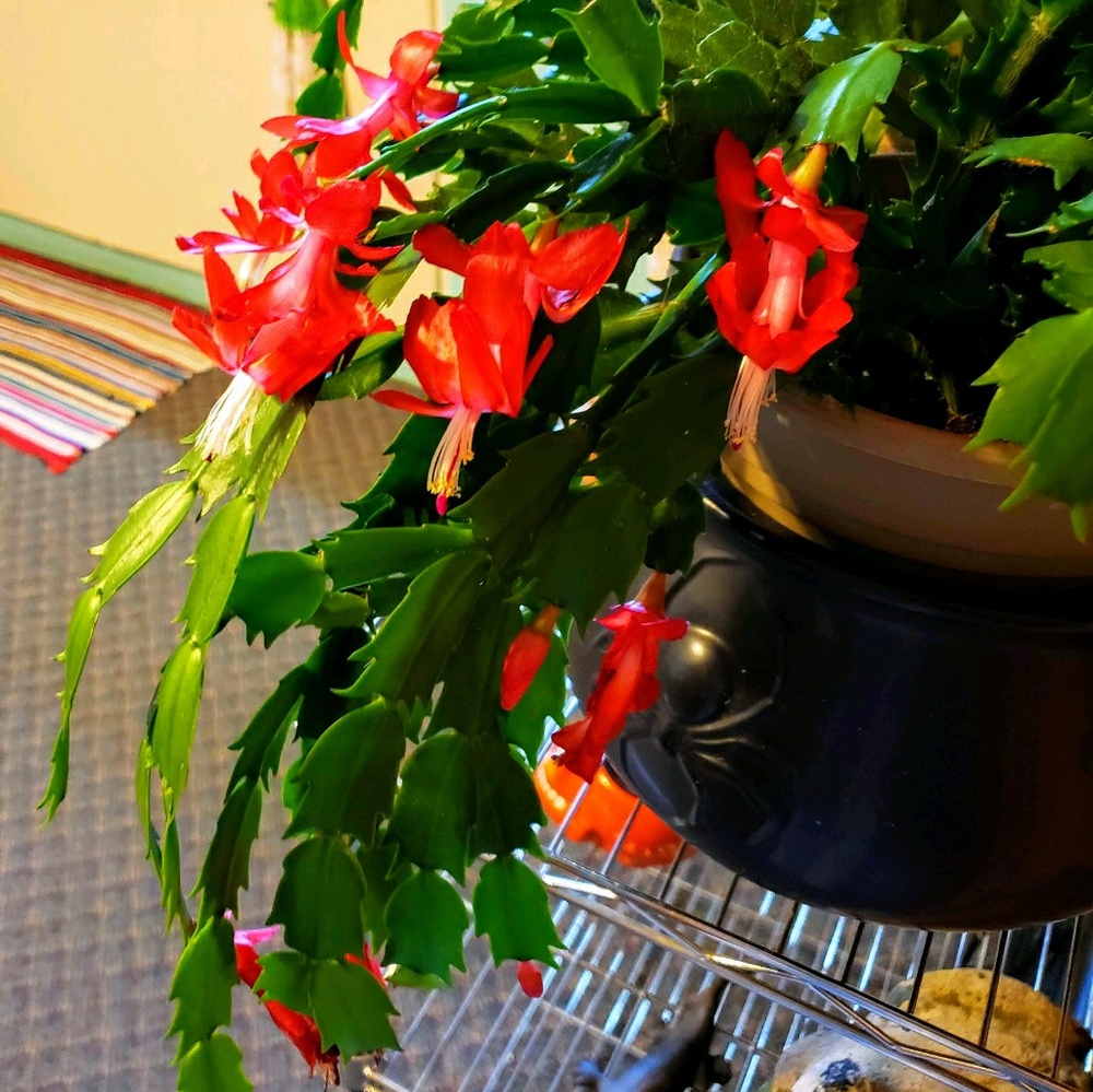 Meet your Posher, Eleanor